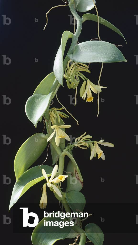 Vaniglia fragrante/Vaniglia Bourbon