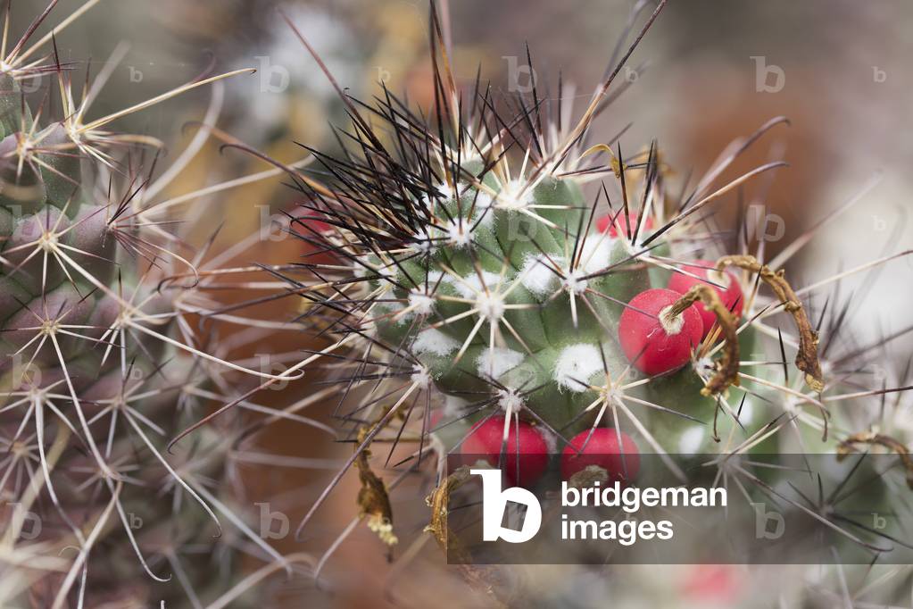 Mammillaria poselgeri/Mammillennium