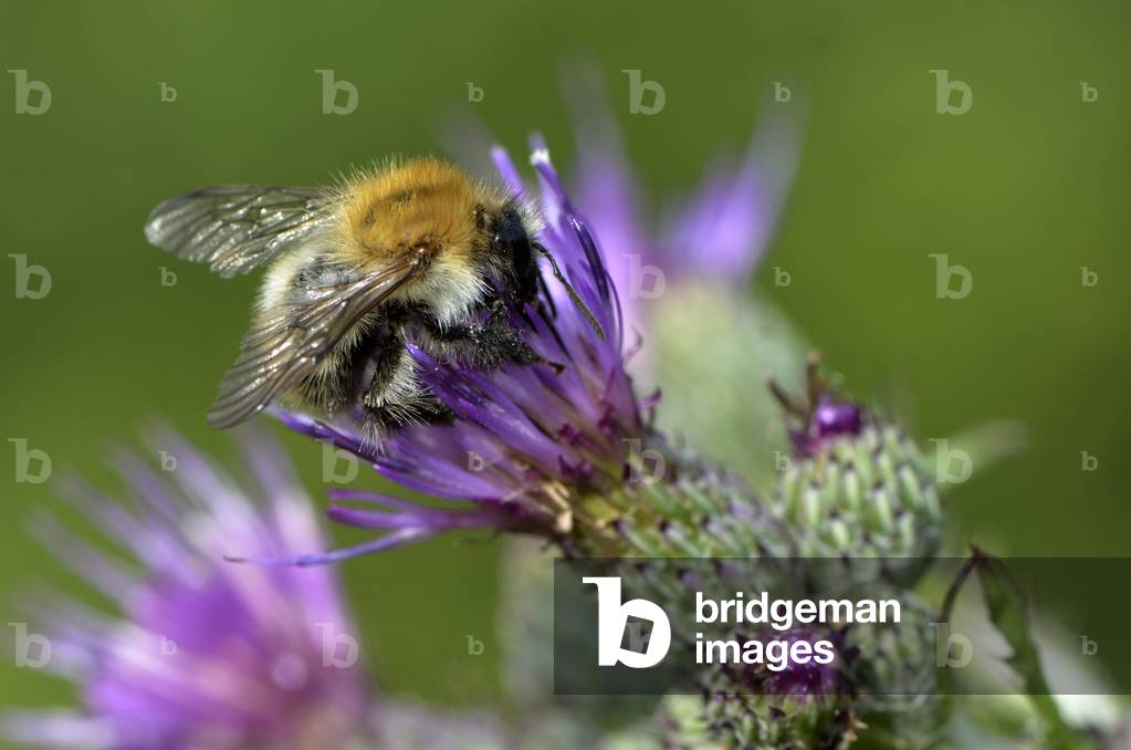 Bombus hypnorum/Tree bumblebee