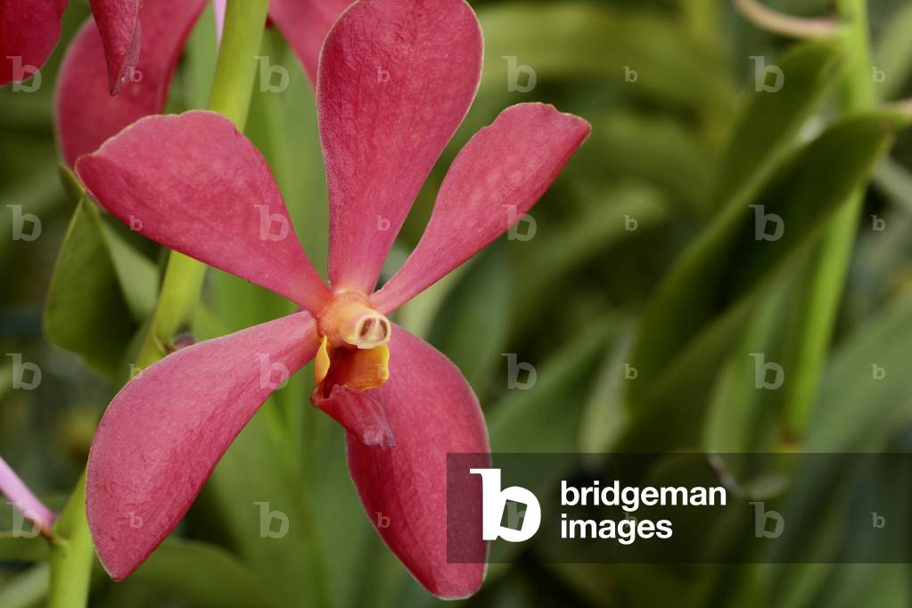 Aranda x 'Miss Thailand'