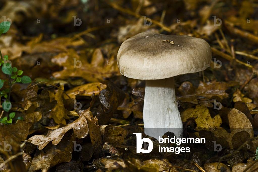 Lepista nebularis/Clitocybe nebularis/Nebularis clitocybe/Little grey/Gray grey