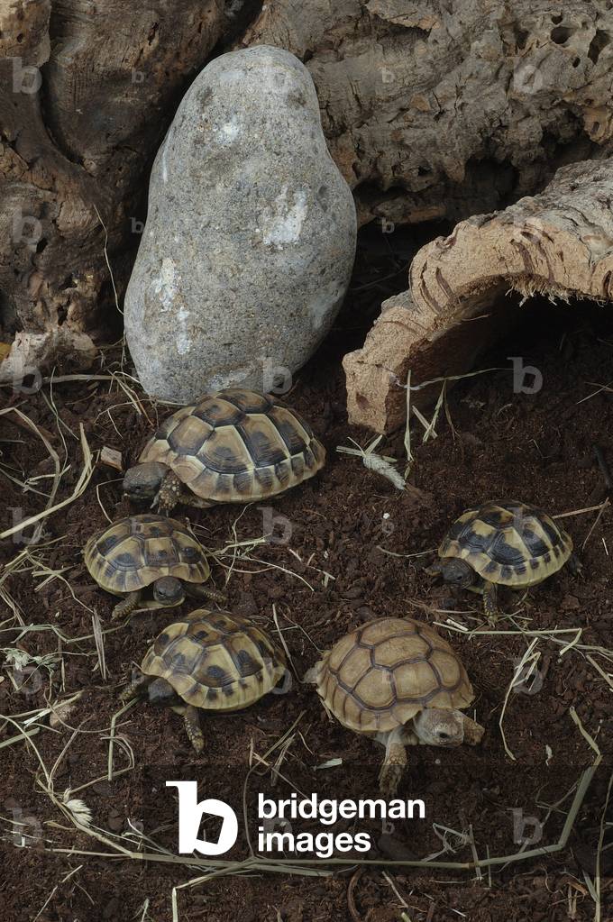 Testudo hermanni hermanni/Western Herman's Turtle