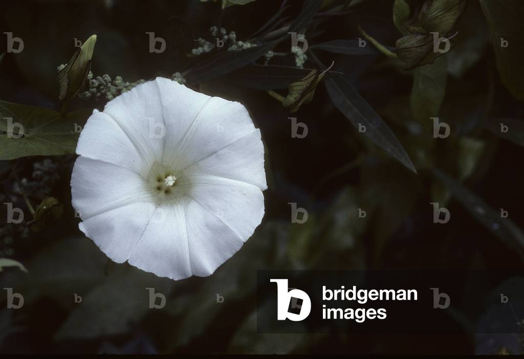 Convolvulus sepium/Hedge Bedge/Large Twist/Common Bindweed