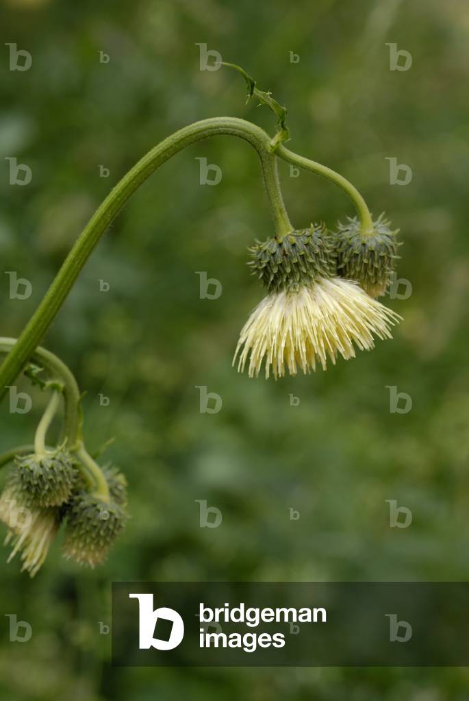 Cirsium erisithales/Cirse erisithales/Glutinous Cirse/Thistle