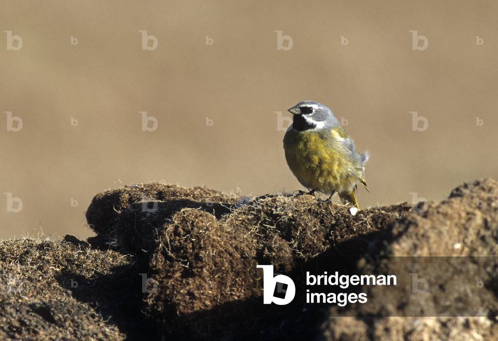 Melanodera Melanodera/White Eyebrow Melanodere/Canary Winged Finch/White Bridled Finch