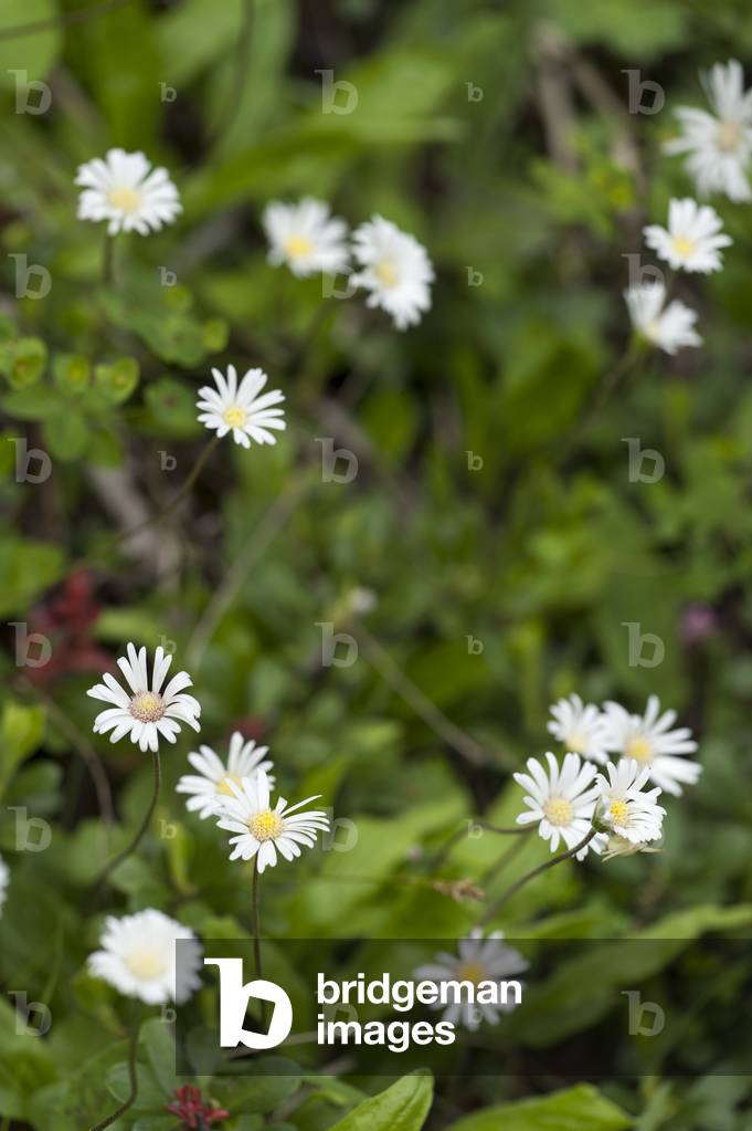 Aster bellidiastrum/Bellidiastrum michelii/False Aster/Large Mountain Pack/False Package