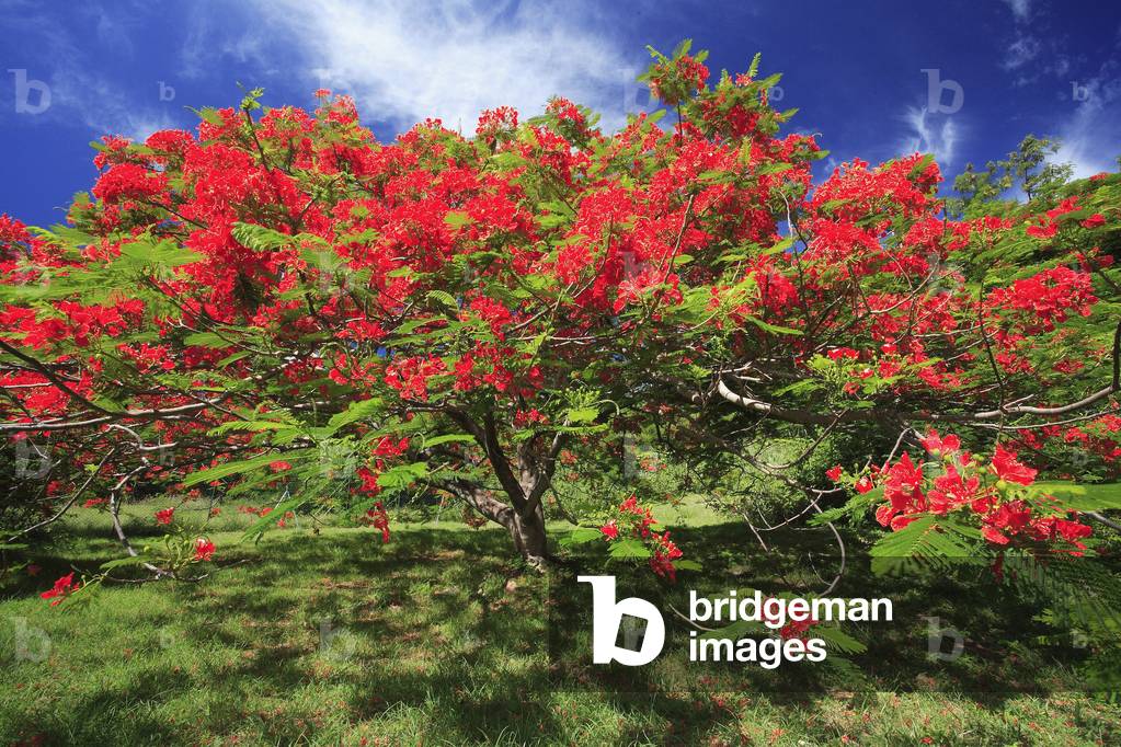 Delonix regia/Flamboyant/Flambloyant Tree