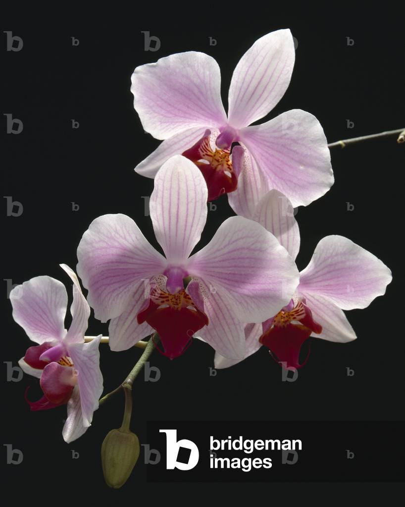 Phalaenopsis x/Phalaenopsis 'Marquise'