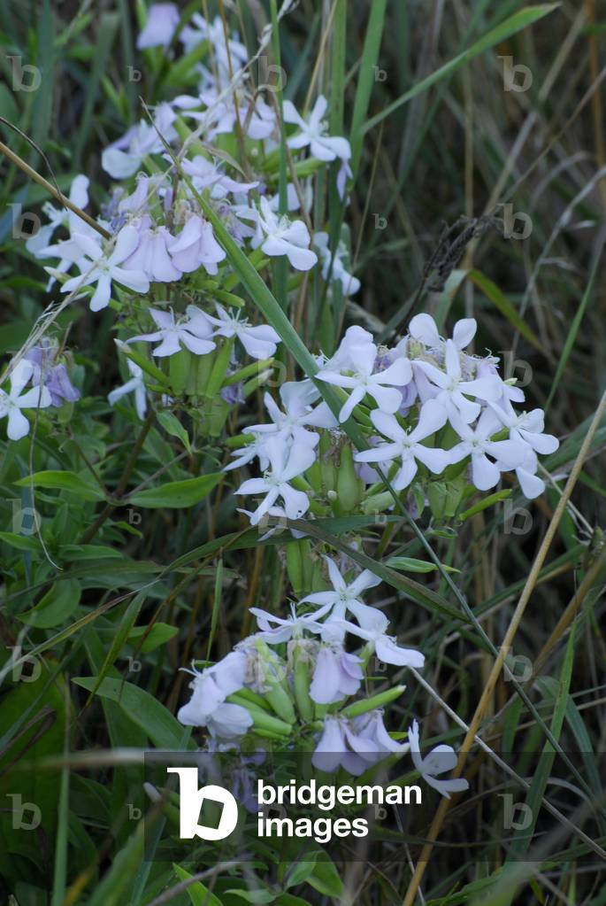 Saponaria officinalis/Bouncing Bet
