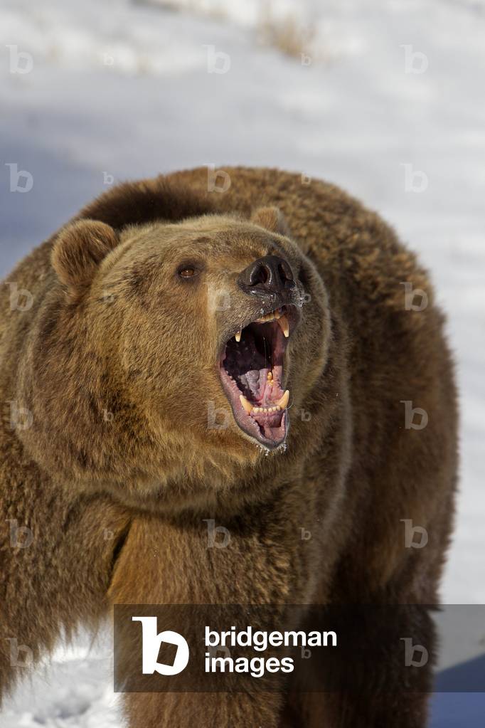 Ursus arctos horribilis/Brown bear/Grizzly bear