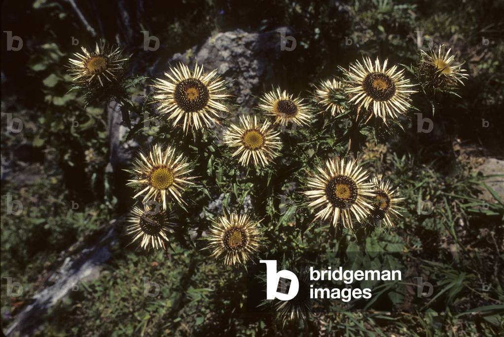 Carlina orophila/Mountain Carline