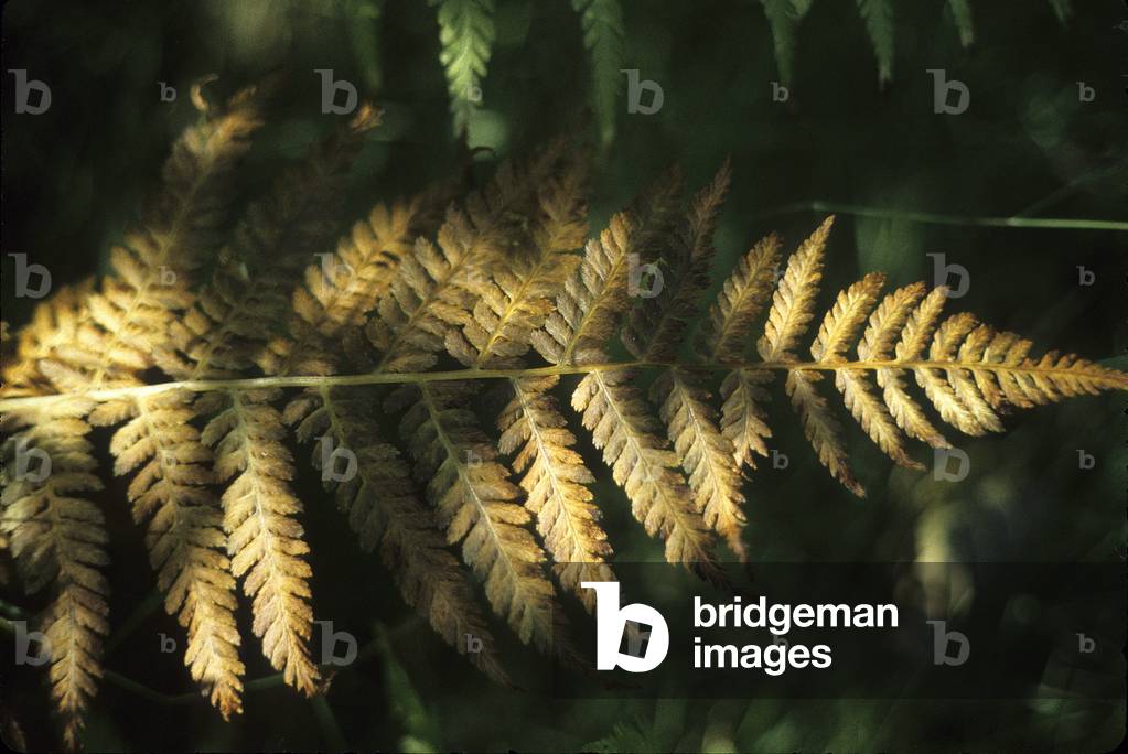 Athyrium filix femina/Female fern/Female Fern/Lady Fern