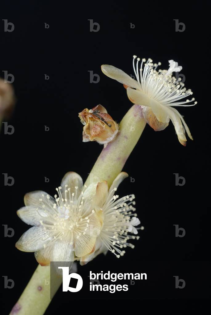 "Rhipsalis dissimilis fa. epiphyllanthoides"