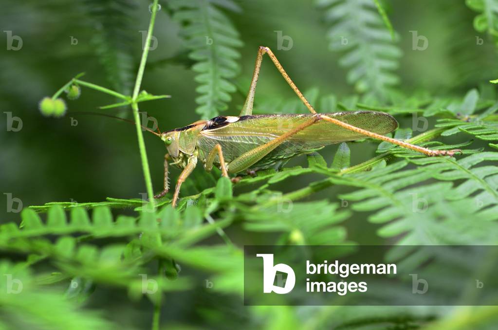 Tettigonia viridissima/Large Green Grasshopper