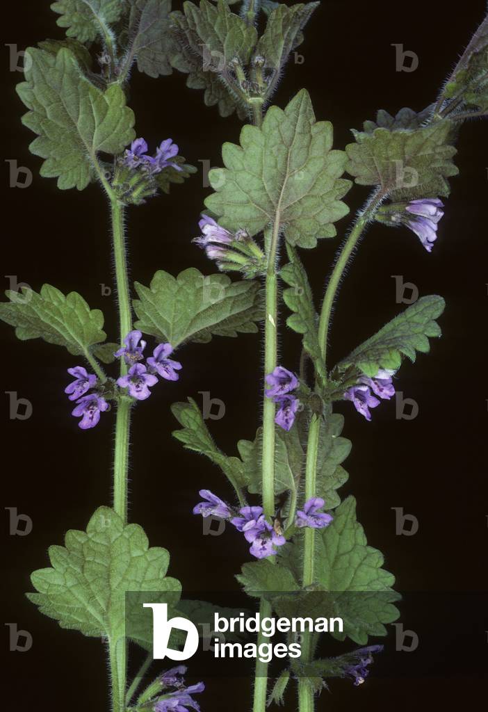 Glechoma hederacea/Ground Ivy/Ground Ivy