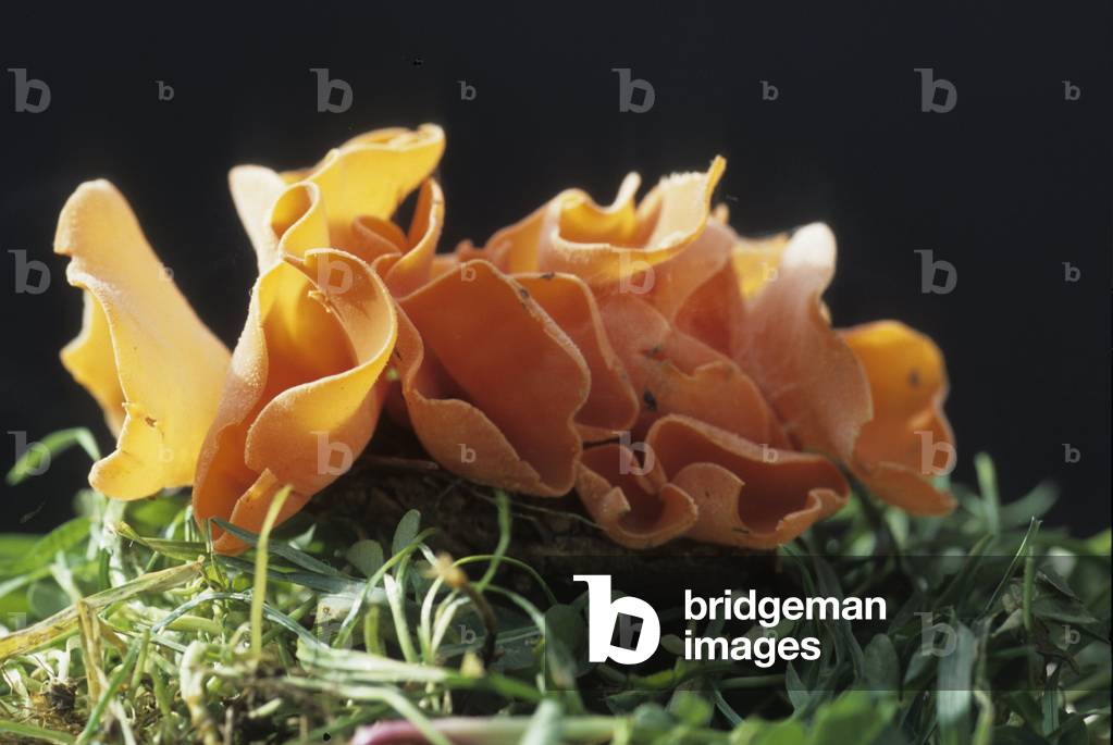 Aleuria aurantia/Peziza aurantia/Pezize orangee