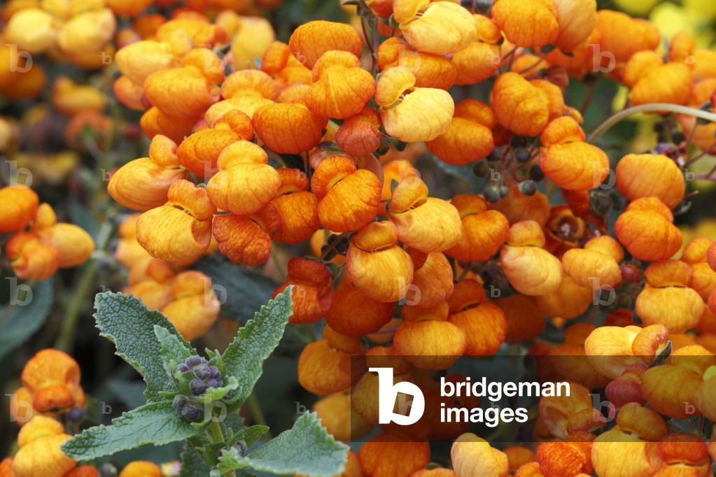 Calceolaria integrifolia/Calceolaria/Slipperwort