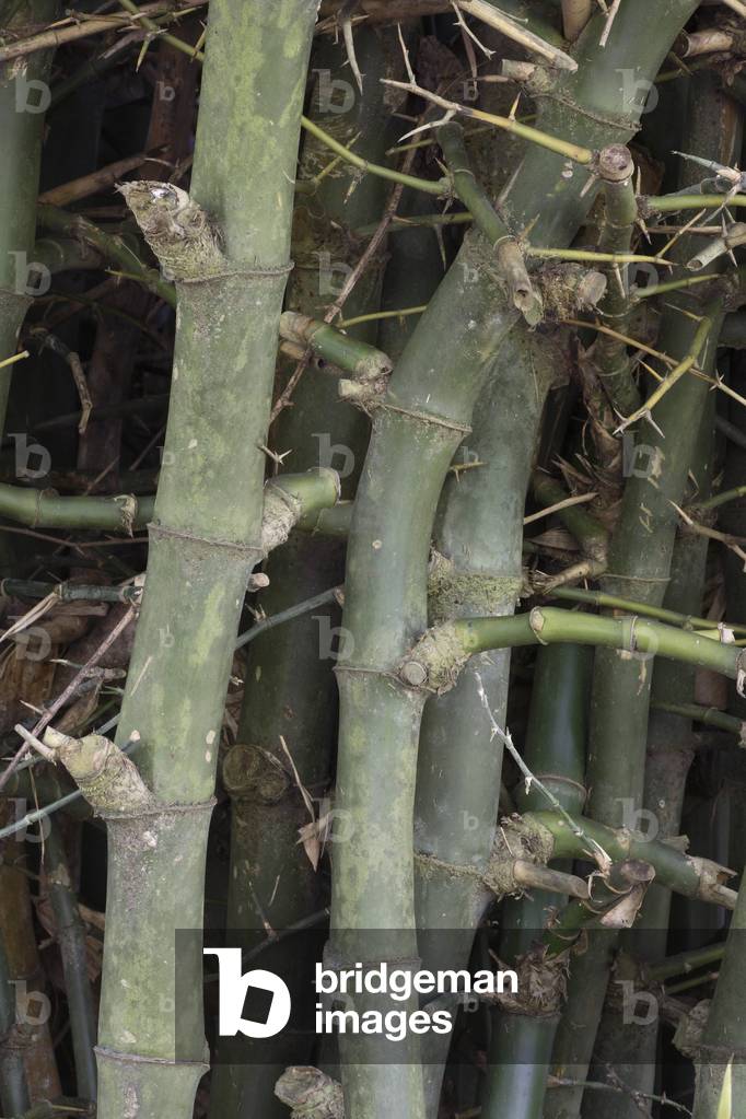 Bambusa bambos/Giant Thorny Bamboo/Bamboo
