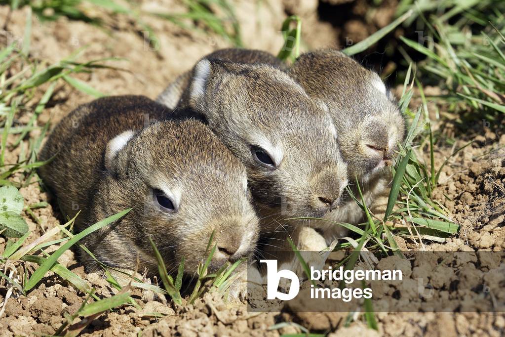 Oryctolagus cuniculus/Rabbit de Garenne/European Rabbit