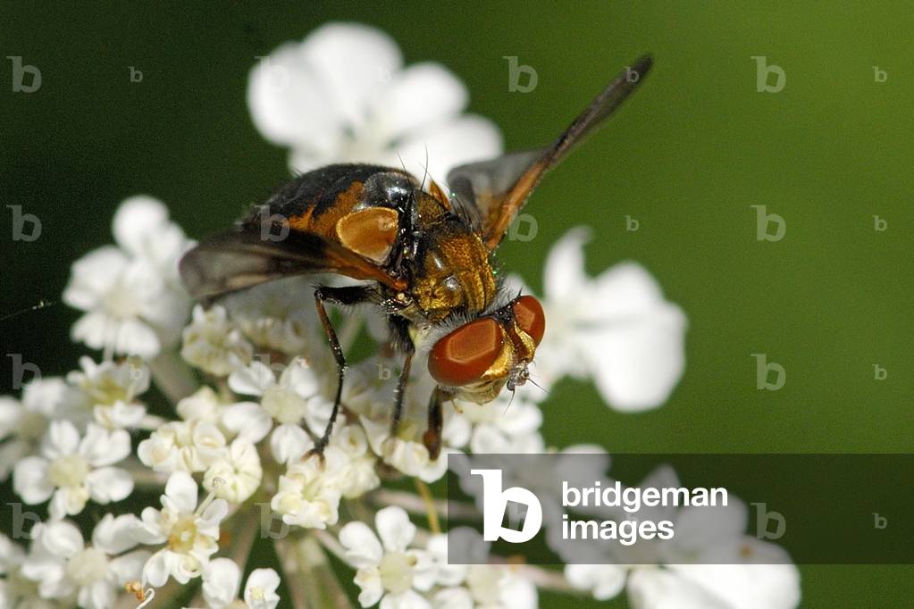 Etophasia crassipennis/Phasia crassipennis