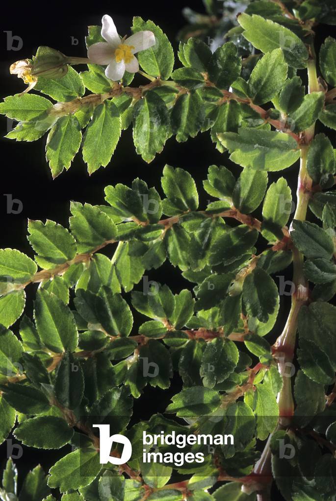 Begonia foliosa/Begonia