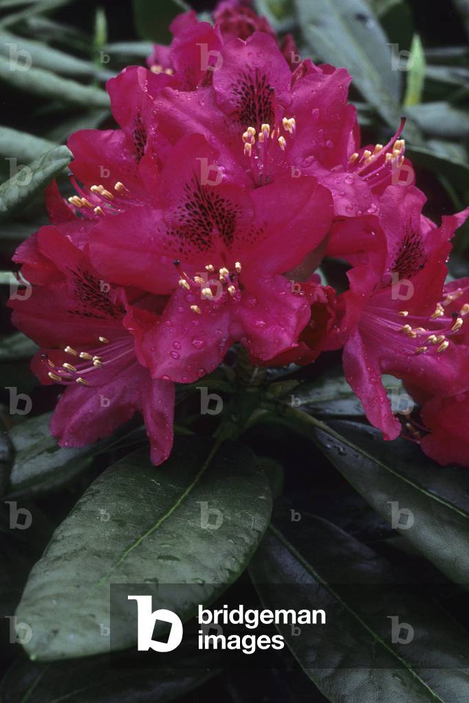 Rhododendron x/Rhododendron 'Nova Zembla'