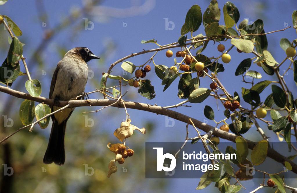 Pycnonotus barbatus/Garden Bulbul/Garden Bulbul