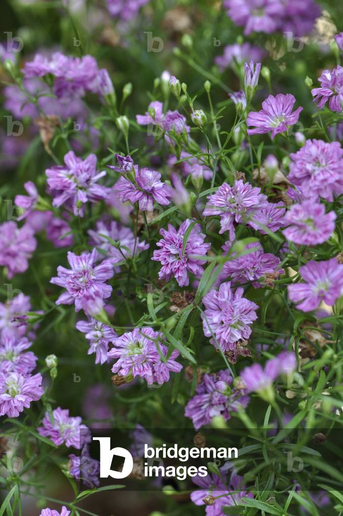 Gypsophila muralis/Wall Gypsophila/Harvest Gypsophila/Annual Gypsophila