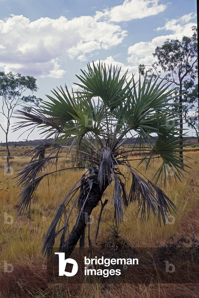 Sabal minor/Sabal dwarf