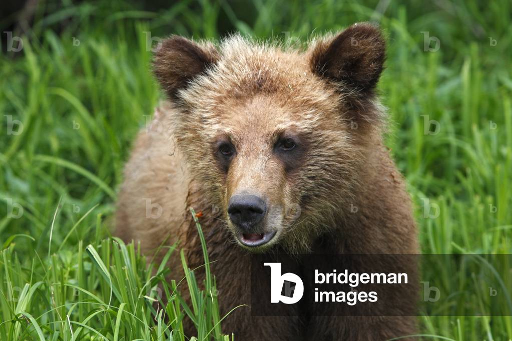 "Ursus arctos horribilis/Amerikanischer Braunbär/Grizzlybär/Grizzlybär "