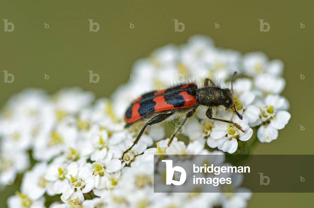 Trichodes alvearius/Hive Bugle