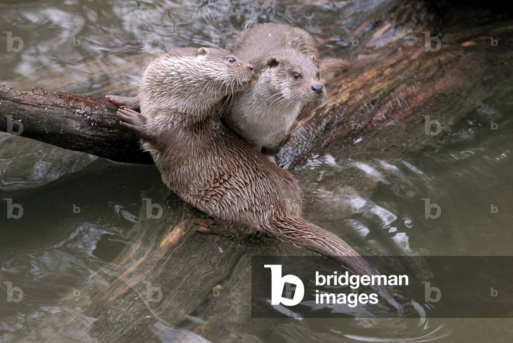 "Lutra lutra/Europäischer Otter/Europäischer Otter"