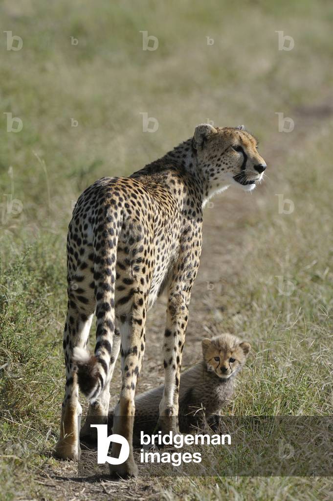 Ansinonyx jubatus/Guepard/Cheetah