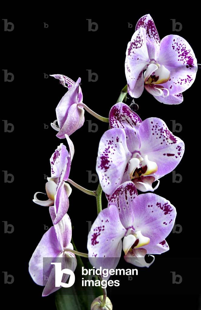 Phalaenopsis X/Phalaenopsis 'Pink Dance'/Waterfall Orchids/Cascade Phalaenopsis