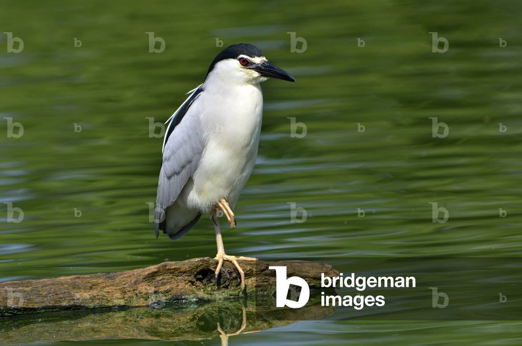 Nycticorax nycticorax/Heron Crowned Night Heron