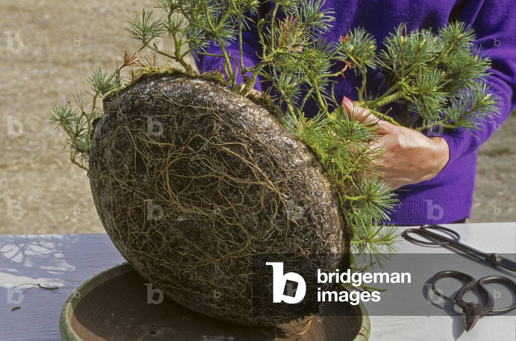 Outdoor bonsai/Pinus sp./Pine/Potting: extraction of the pot