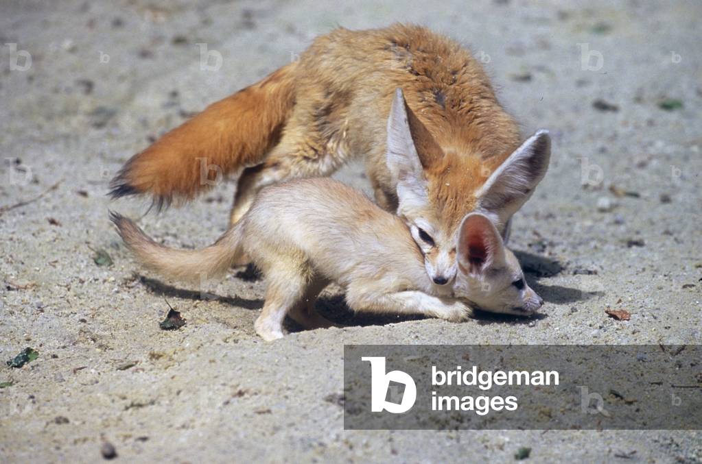 Immagine di Fotografia "Vulpes Zerda/Fennec "