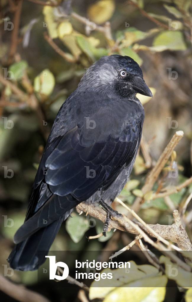 Corvus monedula/Towers Choucas