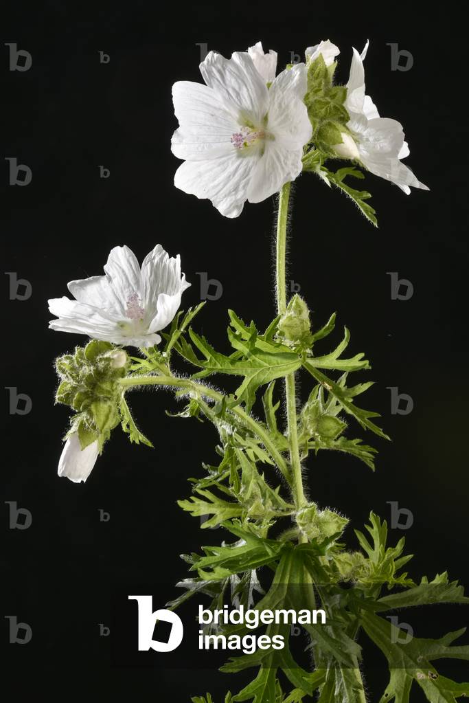 Malva moschata Alba, White Musk Mallow (photo)