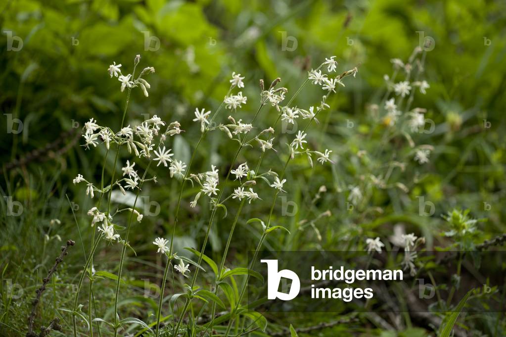 Silene nutans/Silene penchee