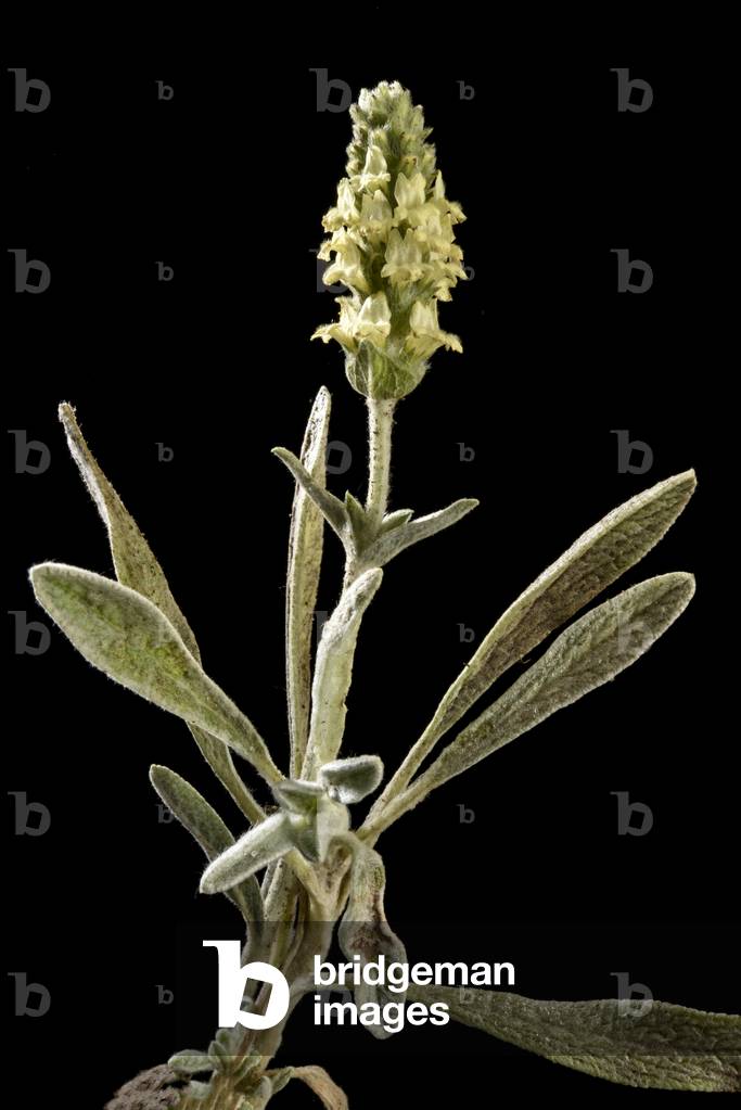 leaves and flowers of Malotira (photo)