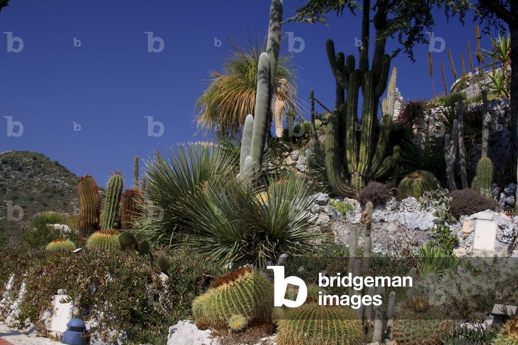 Exotic garden of Eze/Eze/Alpes Maritimes/Provence Alpes Cote d'Azur/France