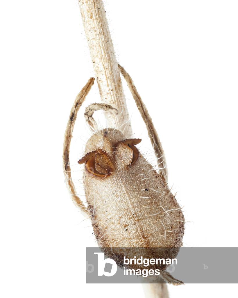 Misopates orontium/Field Muflier/Rubicond Muflier/Calf's Snout