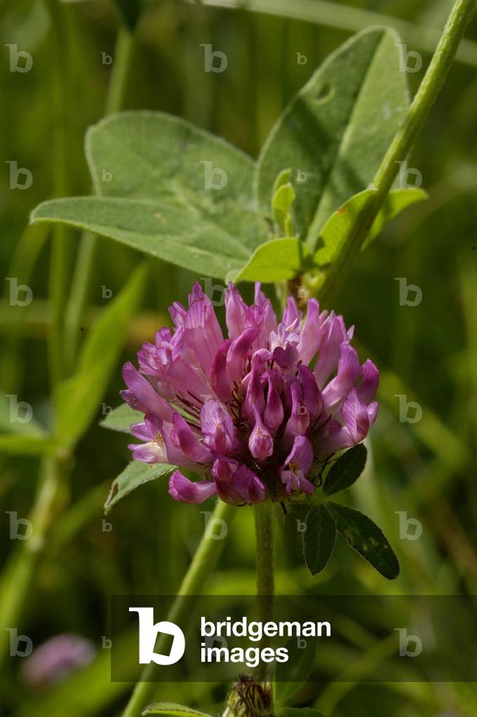 Trifolium pratense/Pear Trefle/Red Trefle/Cowgrass