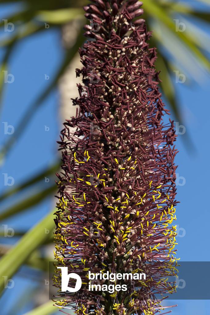 Agave filifera/Agave