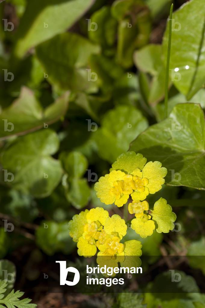 Chrysosplenium alternifolium/Golden Watercress/Alternate Leaved Dorine/Alternate Leaved Golden Saxifrage