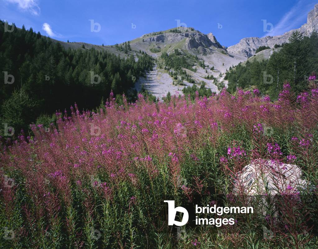 Epilobium angustifolium/Epilobium spicatum/Epilobium en epis/Saint Anthony's Bay/Rose Bay