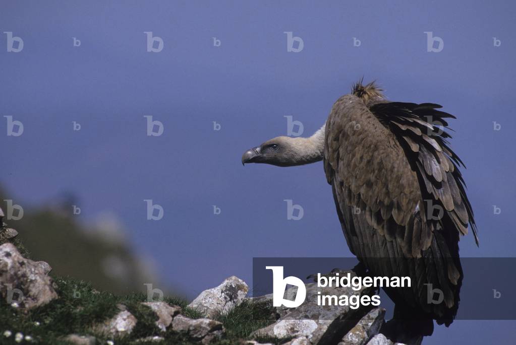 Fulvus Gyps/Fawn Vulture/Eurasian Griffon Vulture