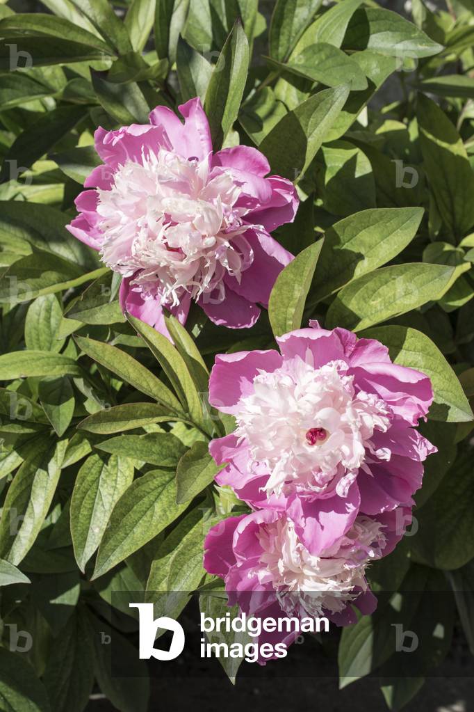 Paeonia lactiflora x/Peony herbaceous/Peony
