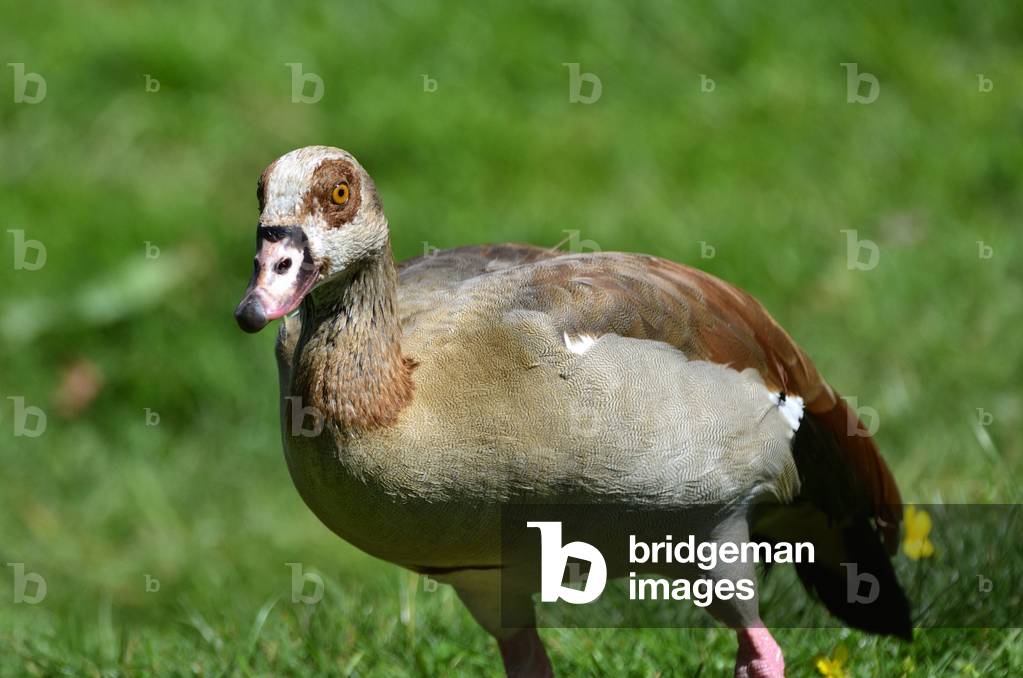 Alopochen aegyptiaca/Egyptian Ouette/Egyptian Goose